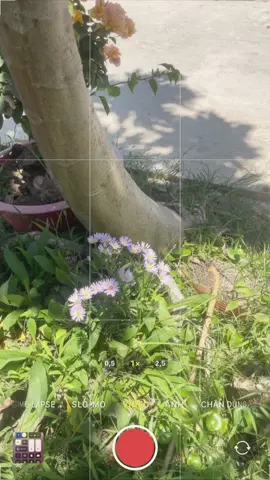 những ngày chưa nhập ngũ.. #Quay #tậpedit #edit #ip12promax #chill #fyp #fypシ #viral #xuhuong #viralvideo #xh #xuhuongtiktok 