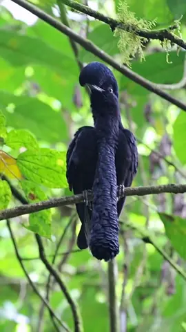 The Long-Wattled Umbrella Bird #birds #biology #science 
