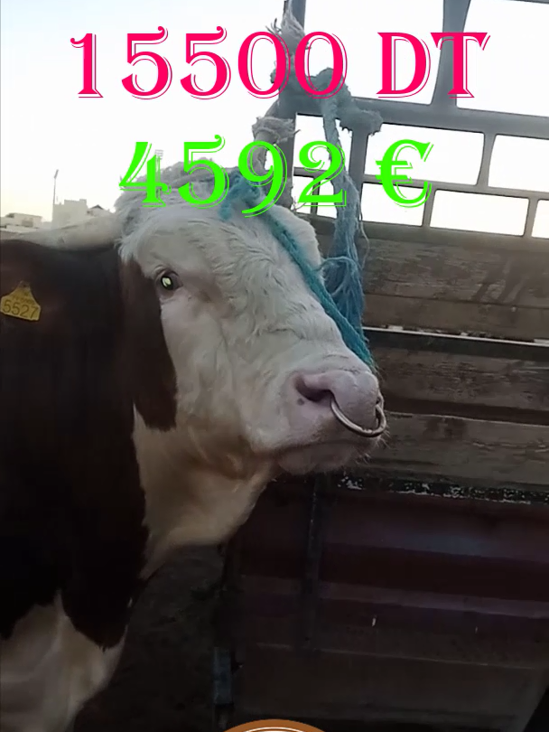 أسعار الأبقار الحلوب و عجول التربية من سوق قفصة #فلاح_الجنوب  Prix ​​des vaches laitières et veaux reproducteurs du marché de Gafsa ‎بيع الأبقار و عجول التسمين في تونس‎ بيع الأبقار الحلوب في الوطن القبلي منزل حر نابل  . سوق الحراش اليوم سوق بودوا  للطيور 2023 سوق بودواو اليوم سوق الأربعاء للطيور 2023 سوق الاربعاء اليوم سوق الحمري وهران للطيور 2023 سوق الحمري اليوم سوق سطيف للطيور 2023 سوق سطيف اليوم سوق تلمسان للطيور 2023 سوق تلمسان اليوم سوق باتنة للطيور 2023 سوق باتنة اليوم سوق قسنطينة للطيور 2023 سوق جيجل للطيور 2023 سوق عنابة للطيور 2023 سوق عنابة اليوم سوق الحراش للكلاب 2023 سوق سطيف للكلاب 2023 سوق الحمري وهران  للكلاب 2023 سوق الحمري للكلاب  كباش العيد 2023 أسعار الماعز في الجزائر 2023 أسعار الأبقار في  سوق الاربعاء للابقار  سوق المال الجزائر أسعار الخيول في الجزائر سوق الخيول في الجزائر  أسعار الكباش اليوم سوق الجلفة اليوم أسعار التبن والأعلاف بالجزائر أسعار الشعير  اسعار القمح أسعار النخالة  أسعار أضحية العيد سوق المال سوق الكباش 2023 بيع الأحصنة بالجزائر 2023 سوق الخيول بالجزائر 2023 أسعار الخيول الجزائرية  أسعار المقنين ثمن المقنين أسعار الحسون في الجزائر 2023 أسعار البيريش أسعار الببغاوات أسعار الكناري  أسعار كناري الموزاييك أسعار كناري الساتيني أسعار كناري القلوستر الألبينو  الفريزي أسعار ماعز السانين في الجزائر أسعار ماعز الألبين في الجزائر  سوق الخيول في الجزائر سوق السوقر تيارت السوقر اليوم أسعار الجبار أسعار الحمام في الجزائر حمام الحراش حمام وهران  حمام بودواو اسعار طارافازويلا أسعار الليك  اسعار السيسكن أسعار المالينوا في الجزائر أسعار البارجي ألمو في الجزائر أسعار سطاف في الجزائر أسعار البتبول في الجزائر  أسعار الكانيش في الجزائر  أسعار الروتفايلر في الجزائر جراء مالينوا الجزائر  سعر الجراء في الجزائر  دنيا عالم الحيوانات دنيا طيور الزينة  بيع الخيول في الجزائر  بيع الكلاب في الجزائر  المقين الجزائري الحسون الجزائري سوق الطيور 2023 سوق الحراش للطيور 2023 سوق الكلاب  2023 سوق الحراش 2023 سوق الخيول 2023 أسعار الكناري 2023 سوق بودواو 2023 أسعار الطيور اليوم الحراش 2023 أسعار الببغاوات 2023 بيع الطيور الجزائر 2023 بيع مستلزمات الطيور 2023 بيع الجراء 2023 جراء للبيع 2023 بيع وشراء الطيور الجزائر 22023 سوق الغرب للطيور 2023 سوق سيدي بالعباس للطيور 2023 سوق سيدي بالعباس للكلاب 2023 بيع كلاب المالينوا في الجزاائر  بيع كلاب البيتبول في الجزائر 2