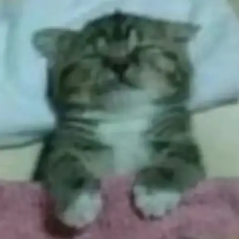 #cats #cattok #fyp #catsoftiktok #kittensoftiktok #eepycats #sleepykittens #snoringkittens #catmemes 