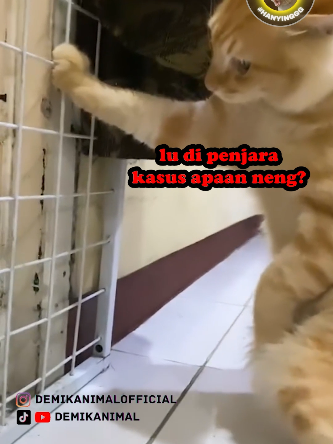 KENA KASUS #fyp #foryou #foryoupage #foryourpage #dubbing #dubbinglucu #dubbinghewan #dubbingbinatang #dubbingindonesia #dubbingkucing #kucing #kucinglucu #demikanimal #demikanimalofficial