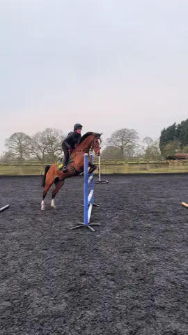 Igna jumping a cool figure 8 grid ♾️ #eventing #gridwork #equestrian #horse #showjumping #trainingideas 