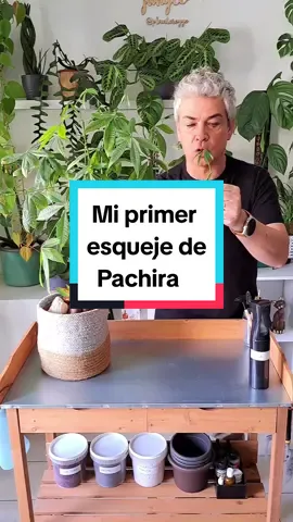 #pachira #plants #esqueje 