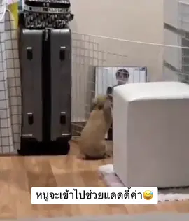 ความเป็นห่วงแดดดี้🤣#zpbunnyhouse #bunnyzp🐰 #นุ้งnanaななนานะ🐰 #นุ้งsora空โซระ🐰 #รับฝากเลี้ยงกระต่ายโคราช #รับฝากเลี้ยงกระต่าย #โรงแรมกระต่าย #สัตว์โลกน่ารัก #rabbit #bunny #กระต่าย #ฮอลแลนด์ลอป