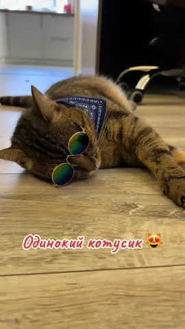 #піснякота #серенада #знайомства #кіт #сімба 