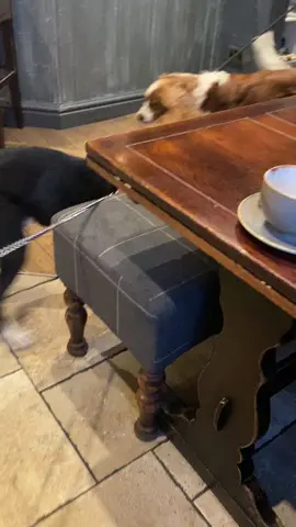 Barney making a new friend in the pub