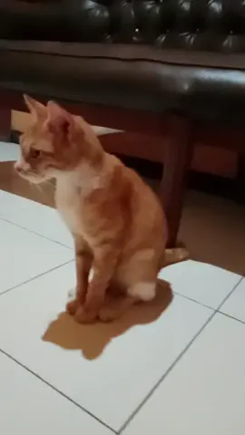 video kucing lucu😺😺😁 #kucinglucu #kucing #cat #kitten  #foryourpage #fypp #fypシ゚ 