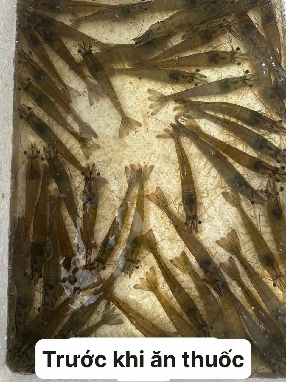 cảm ơn e trai đã cứu a bàn thua trông thấy. ăn mới 3 ngày mà ok lắm e #tomthechantrang #xuhuongtiktok #fyb #nuoitomcongnghecao 