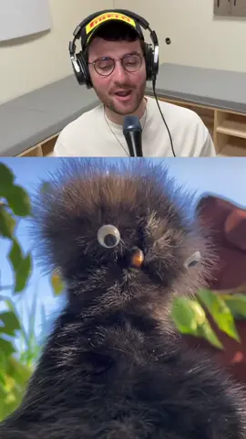 React musicale : l’oiseau débile 😂 #amixem #humour 