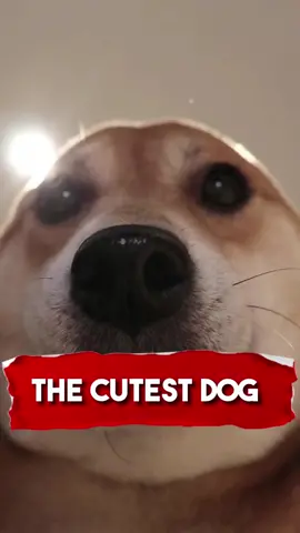 Shiba Inu 🦊 🐶 #shibainu #fyp #richyvidz #animals #dog #dogsoftiktok 