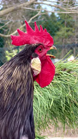 🎶🐓🎵Michel kräht mal wieder perfekt und bilderbuchmäßig auf seiner Lieblings-Sitzstange im Freilauf #🐓 #silveruddsblå #silverudds #hühnerzucht #breedingchickens #happyhuhn #bauernhof #backyardchickens #crowingrooster #raisingchickens #keepingchickens #roostersoftiktok #gallinas #bauernhoftiere #petroosters #wakeup #geflügelzucht #farmtok #farm #farmlife  #birdlife #petchickens