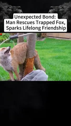 Unexpected Bond:Man Rescues Trapped Fox, Sparks Lifelong Friendship #foryou #fyp #foryoupage #tiktok #animalsoftiktok #animals #amazing #rescue 
