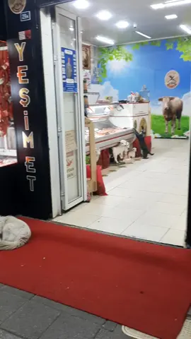 BU DÜNYA SADECE İNSANLARIN DEĞİL TÜM CANLILARIN DÜNYASI🌍 #perrosdetiktok #perrotiktoker #chiengioi4d #chiens #سگ #köpekleriseviyorum #köpeksevgisi #köpekvideoları #animalslove_original #animalshavefeelingstoo #hundeauftiktok #hundetraining #hundeliebe #dogsofinstagram #dogslove #dogsontiktok #dogstory #dogsoftiktokviral #dogsvideo #dogsoftiktok #animalsoftiktok #animals #doglover #anima #perrosalchicha #perronavideño #sokakhayvanları #sokakhayvanlarınadestek #nobelprize #kopus #köpüs #anjinglucu #anjingpintar #ınu #犬が反応する音 #animalshavefeelingstoo #anime #animals #animauxdecompagnie #animauxcute #animauxdrole #animauxdrôles #turgutlu #turgutlumanisa #turgutlumanisa45 