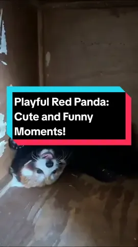 Playful Red Panda: Cute and Funny Moments! Get ready for a dose of pure cuteness and fun with our playful red panda! 🐾 #redpanda #funnyredpanda #redpandacute #cute #zoo 
