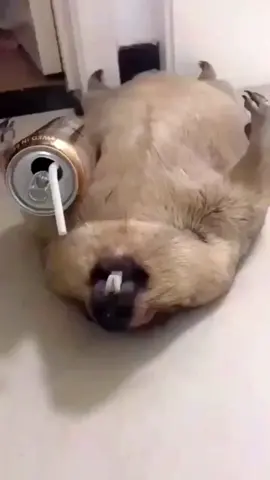 Marmot Snoring #marmot #baby #asmr #cute #pet #animals #fyp 