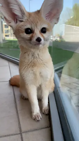 #лисафенек #foxy #fox #fennecfox #fennec #фенек #лисичка #домашняялиса 