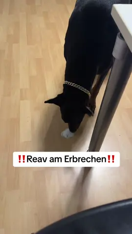 #hunde #dog #viral #foryou #hundevideos #dogsoftiktok #hund #dogs 