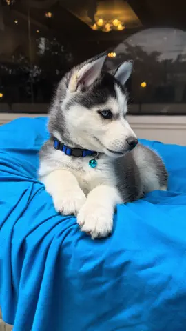 Husky Siberiano 🐶 #husky #huskie #huskysiberiano #huskysoftiktok #huskylove #huskies #huskys #siberianhusky 