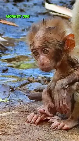 Poor monkey 🥹💔❤️‍🩹 #poormonkey #monkey #babymonkey #animals #pet #monkeysoftiktok #cute #monkeyface #viralvideo #poorkid 