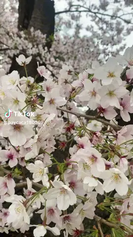 ya Allah cantiknya bungga sakura,oppa aku pengen jalan jalan ke Korea nyusul oppa🤣🤣