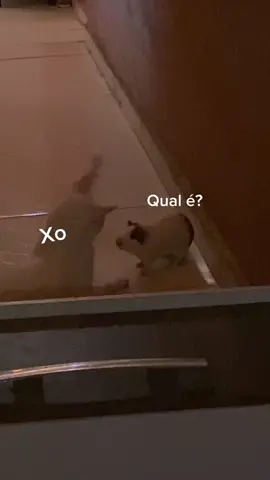 Pov: você tem um gato e adota um porquinho da índia 😂❤️#porquinhodaindia #gato #pets 