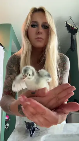 Whats your next move? #alexisxj #chick #housechicken #babybird #showertok 