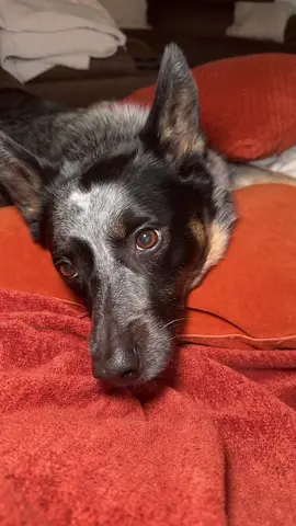 #stitch with @Chas 🍉🍉🍉 time to pay your dues Maggie may!!!! #fyp #pettok #blueheeler #dogsoftiktok 