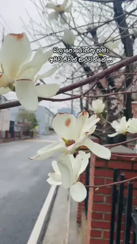 ඇස අද්දර හමුනොව්නත් ඔබ එක දවසක් සිතට ඔබව දකිනාතුරු නෑ ඉවසිල්ලක් 🥺🤍