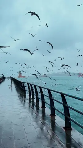 سحر طائر النورس في اسطنبول تجربة لا تُنسى طيور النورس ترسم لوحات جمالية في سماء اسطنبول مما يثير إعجاب السياح والمحليين على حد سواء تعتبر هذه اللحظات من أروع المشاهد التي يمكن أن تستمتع بها في المدينة هل أنت من عشاق هذه الطيور الجميلة؟  هل تتطلع إلى زيارة اسطنبول واستكشاف جمالها الطبيعي؟ #طائر_النورس #اسطنبول #السياحة_في_تركيا #turizma #البوسفور_تركيا_اسطنبول 