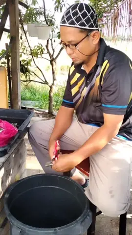 FAA, Fish Amino Acid dihasilkan drpd proses pemeraman @ penapaian sisa2 ikan Ia mengandungi unsur protein yg tggi dan mempunyai banyak kebaikkan termasuk membantu pertumbuhan microb baik pada sekitar tanaman kita. #faaikan #aminoacid #bajaorganik #CapCut 