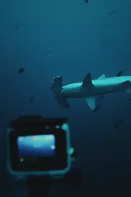Jangan salah di alor juga bisa lihat ikan hiu ini, coba tebak apa nama ikan hiu ini? 🦈 📍Munaseli, Pantar Island #alor #alorviral #nttpride🏝🔥kupangntt💯 #kalabahi❤️🌈alor🌈ntt #nttpride🏝🔥 #alornttpride🌈 #scubadiving #fyp #shark #hammerhead 