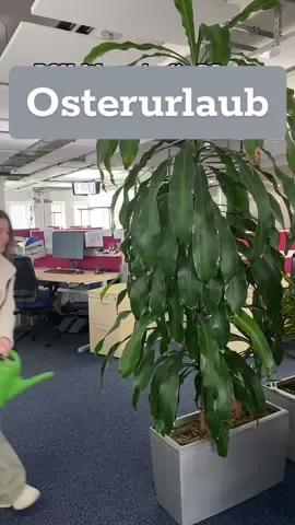 Wer war denn schon mal von euch Pflanzenpfleger:in?👀😅                          #medigmbh#wearemedi#mediausbildung#Azubi#2024#pflanzen #office #fyp#viral