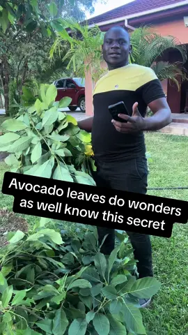 #avocadoleaves #theherbalguru 