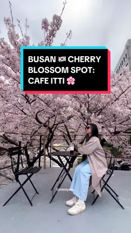 If you’re in Busan right now, go to this cafe! 🌸 Location: [Naver Map] 📍Cafe Itti 부산 사상구 주례로 46 https://naver.me/FjcuSiwm Video taken: April 2, 2024  No reservations. We just walked in. 3rd floor rooftop is a photo spot only and you are given 1 minute to take photos. 1st-2nd floors are for dine in.  It was so beautiful because the whole street was lined up with 🌸  Don’t forget to use Klook discount code MIMI5OFF for your Korea travel needs! ✨ #korea #koreatravel #벚꽃 #벚꽃카페 #부산 #busan #itinerary #spring #2024 #cherryblossom #cafe #caferecommendation #cafeitti 