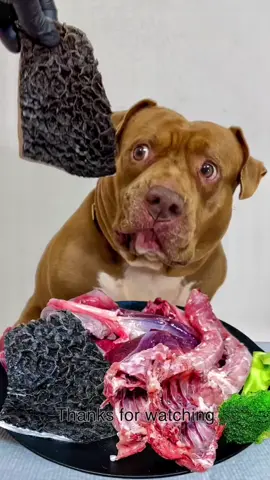 Pitbull eating raw foods#Mukbang #asmr #satisfying #viral 