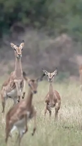 Grant's gazelles are one of the fastest antelopes, they can reach speeds of 80-90 km/h. But when running, they throw their butts high so that the predator catching up with them does not grab them by the hind legs.
