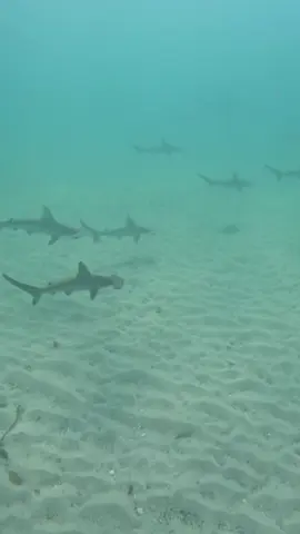 Burleigh Hammerheads are back!! 🩵🦈💎 #hammerheadshark #burleighheads #freediving #swimwithsharks 