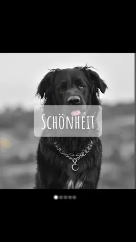 #hund #dog #neufundländermix #dobermannmix #rottweilermix #mix #mischling 
