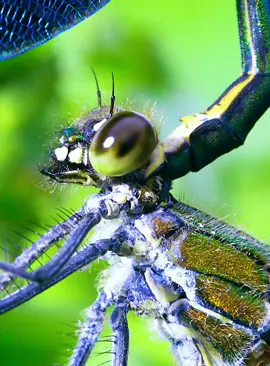 #foryoupage #animalworld 