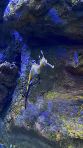A moment with the Sea Dragon at Birch Aquarium, these little dragons live in the waters off the southern coast of Australia and surrounding islands 🌊 #aquarium #birchaquarium #seadragon #weedyseadragon #underwater #ocean #dragon #sea #commonseadragon #leafyseadragon #australia #endemic  