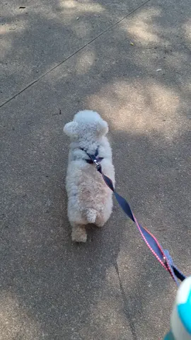 Caminhando ❤️ #cachorro #passeio #fofo #cute #fy 