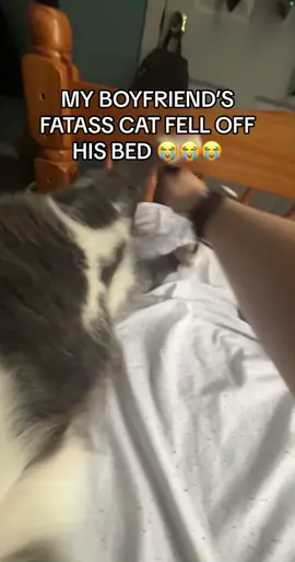im sorry i love you willy #kitty #catsoftiktok #cat #meow @cody <3 🎸 