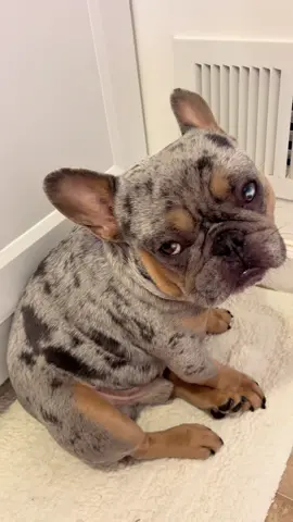 😂 #frenchiesoftiktok #frenchielife #funnypets #funnydogsoftiktok #cutedog 