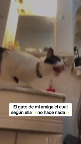 Team gatos o team perros? 🐱Vídeo cedido por @R⚡  #viral #foryou 