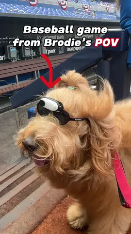 Bark at the Park @Miami Marlins game from Brodie’s POV! 🐻⚾️ #goldendoodle #miamimarlins #baseballdog #pov 