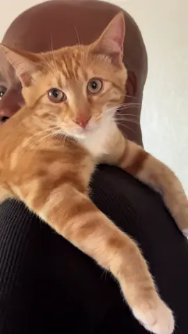 Sevvy 🧡’s his daddy. The kisses 🥹😭 #seventheorangecat #catonaleash #orangekitten #pupcup #catadventures 