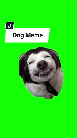 Lachender Hund mit Perücke Meme | Greenscreen #MemeCut #Meme #greenscreenvideo #greenscreenmemes #greenscreenglow #funny #humor 