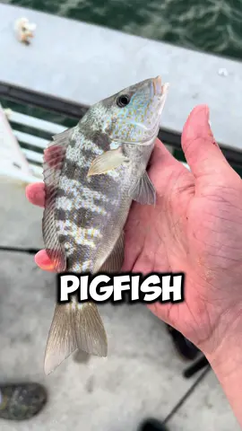 How many Fish in 1 HOUR! #fyp #viral #abcxyz #floridafishing #onehourchallenge 
