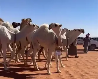 نخبة المفاريد 🥇🔥.. - - #مفاريد #الوضح #فهد_بن_جخدب #ابن_جخدب #المغاتير #الشقح #الشعل #الصفر #الابل #اكسبلور 