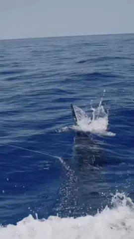 Nothing better than seeing your marlin jump out of the water and put on a show! What’s the biggest marlin you think you could reel in?  📸 hardcoregamefishing #sportfish #dailysportfish #marlin #viral #fyp #fishing #yacht 